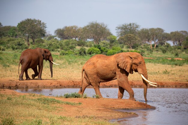 A família de elefantes vermelhos em um poço no meio da savana