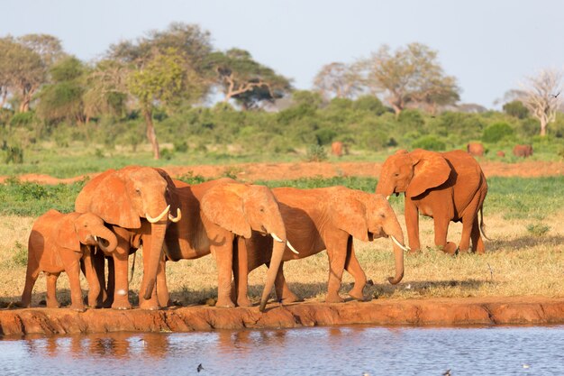 A família de elefantes vermelhos em um poço no meio da savana