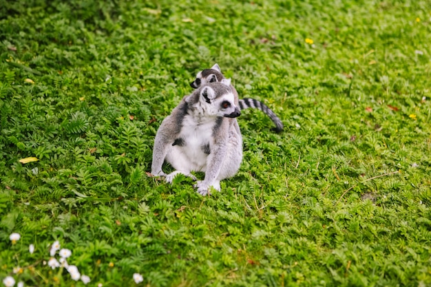 A família do lêmure de cauda anelada está sentada na grama. Lêmure catta olhando para a câmera. Lindos lêmures cinza e brancos. Animais da Africa no zoológico