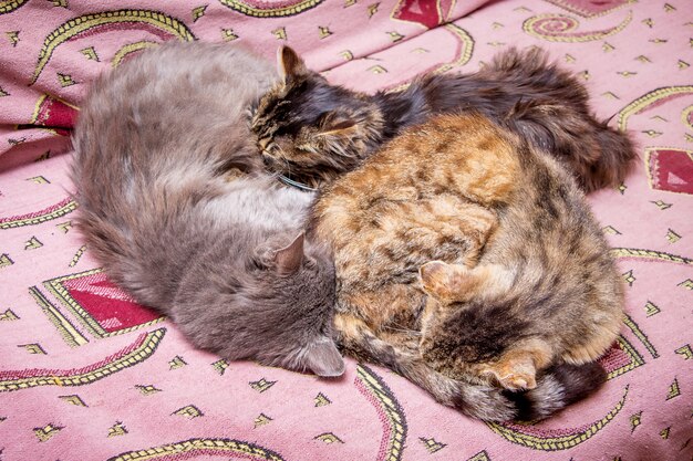 Foto a família dos gatos dorme no sofá