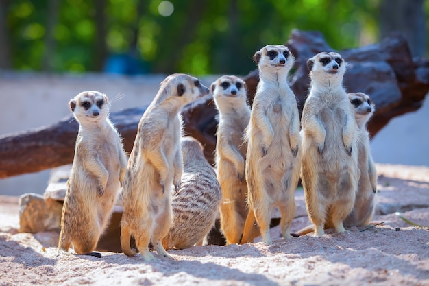 A família Meerkat está tomando sol.