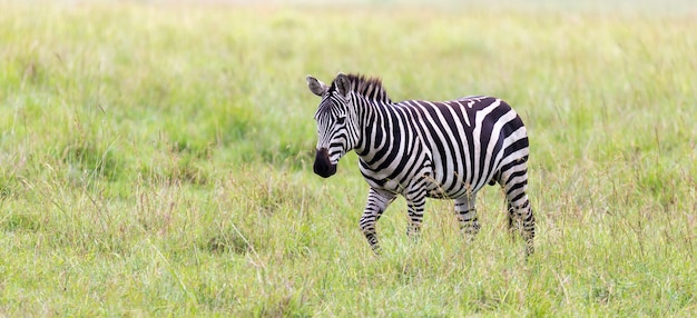 A família zebra pasta na savana perto de outros animais