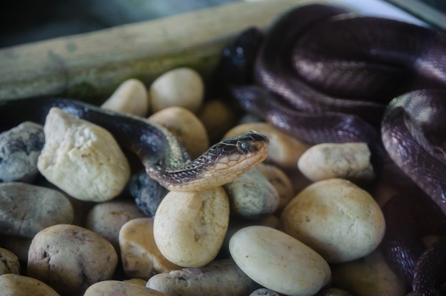 A fazenda de cobra cobra na tailândia