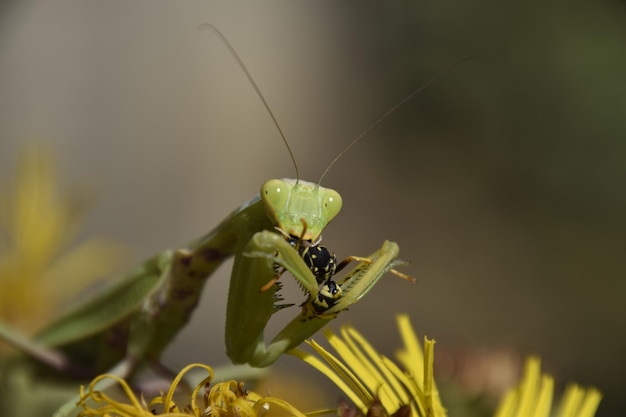 A fêmea do louva-a-deus devorando a vespa A fêmea do louva-a-deus religios Insetos predadores Enorme louva-a-deus fêmea verde