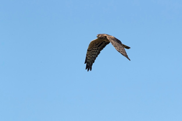 A fêmea harrier de Montagu voando em seu território de reprodução com a primeira luz da manhã