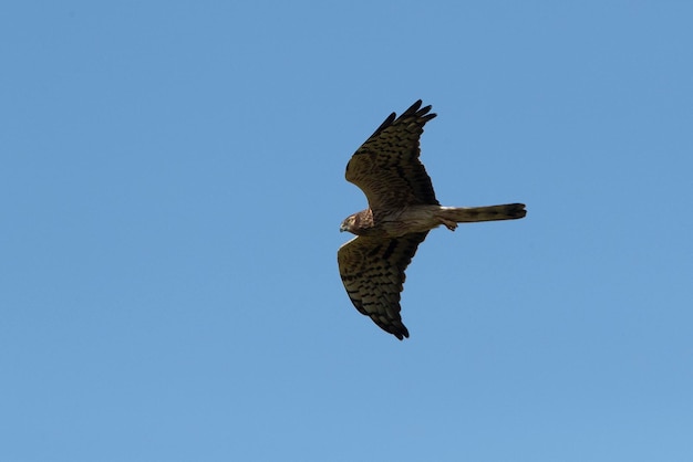 A fêmea harrier de Montagu voando em seu território de reprodução com a primeira luz da manhã