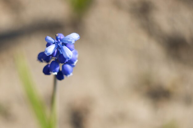 A flor azul do jacinto do rato fecha a foto macro