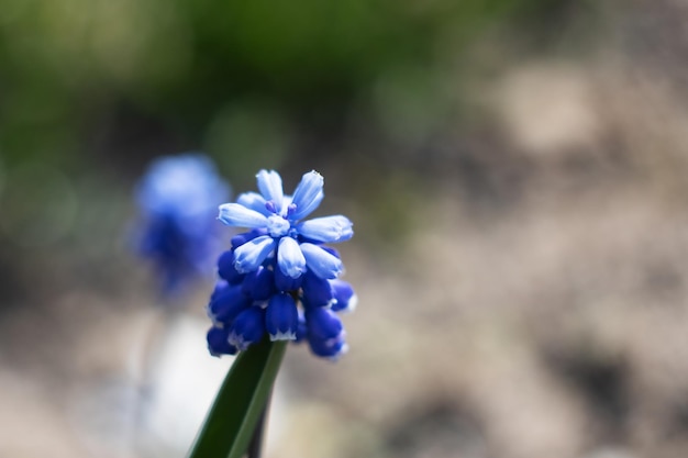 A flor azul do jacinto do rato fecha a foto macro