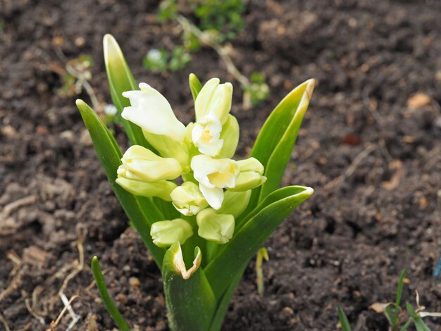 A flor brota no solo no início da primavera.