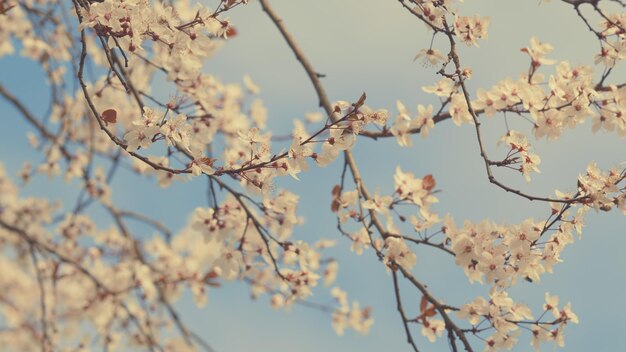 Foto a flor da ameixa, os galhos da cereja, a luz das ameixas brilhando através das folhas.