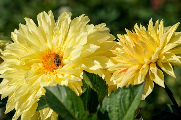 A flor da dália no jardim desabrocha lindamente em um ensolarado dia de outono.