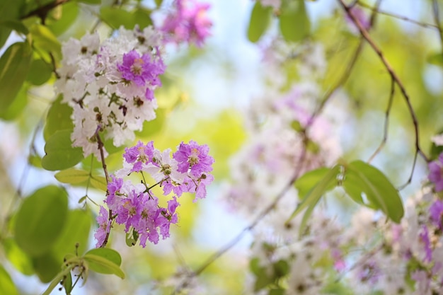 A flor da flor do Lagerstroemia ou Tabak florescem no jardim.