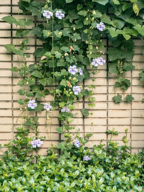 A flor da glória da manhã subindo na parede