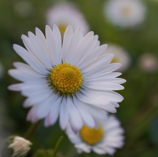 a flor da margarida