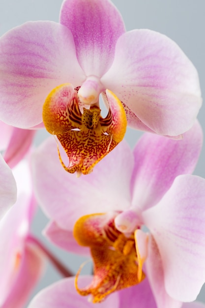 Foto a flor da orquídea na superfície cinza.