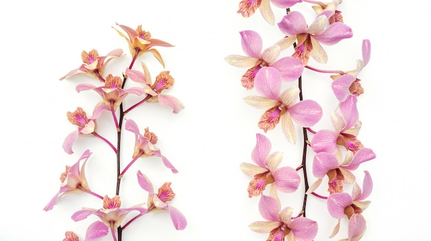A flor da orquídea rosa em branco