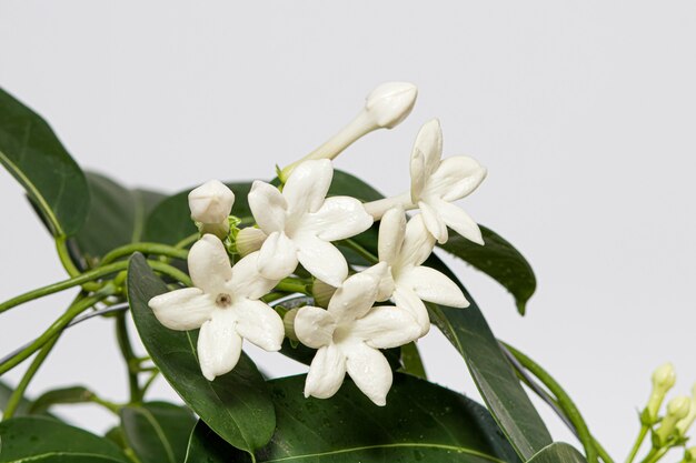 A flor da planta de casa jasmim stephanotis floresce em um fundo branco