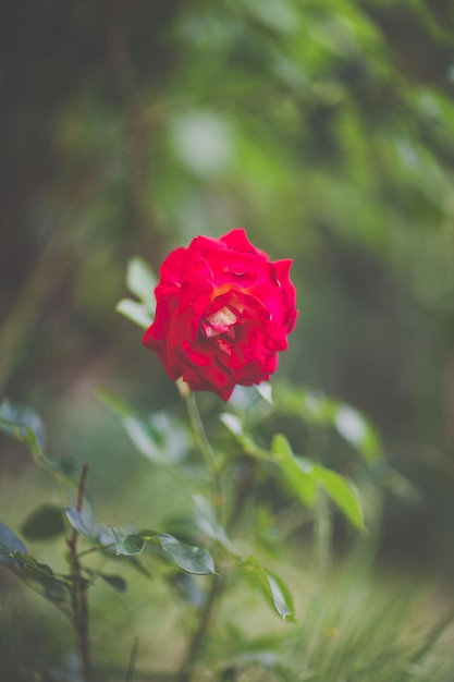 A flor da rosa vermelha fecha a imagem sombria e sombria