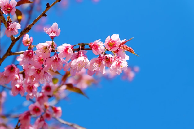 A flor de cerejeira bonita, sakura cor-de-rosa floresce com o céu azul na mola.