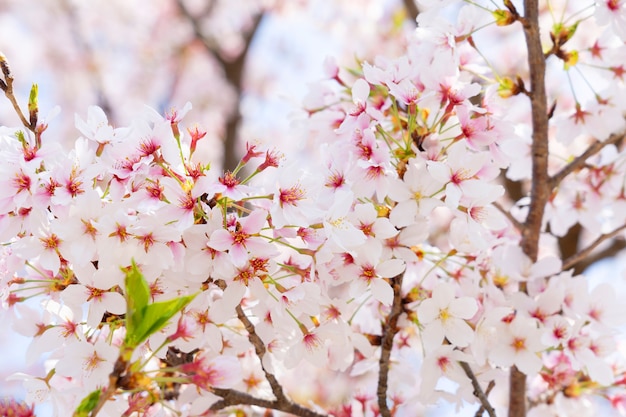 A flor de cerejeira ou Sakura na primavera.