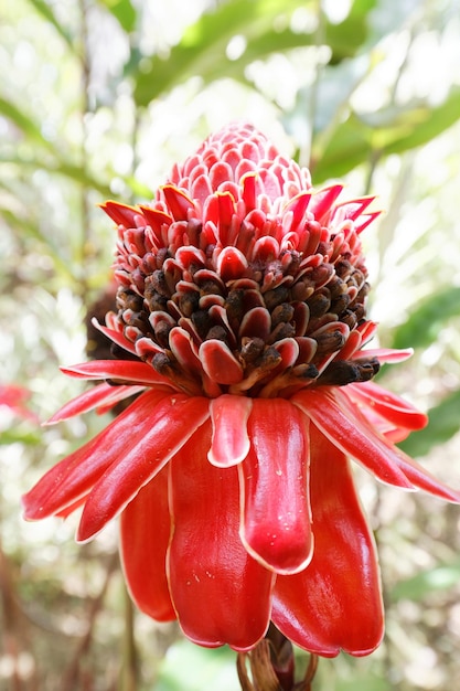 A flor de gengibre Torch vista nas Índias Ocidentais Francesas da Martinica