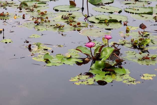A flor de lótus vermelha no rio na tailândia