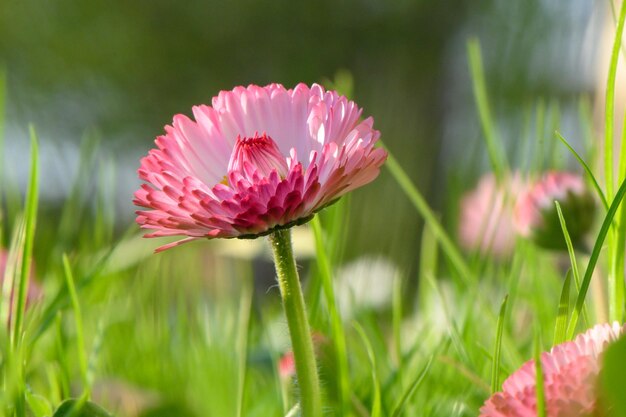 A flor de Magarita é linda e delicada em um fundo de grama borrada.