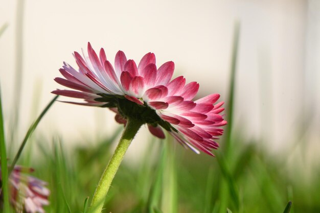 A flor de margarita rosa-branca é linda e delicada em um fundo de grama borrada.