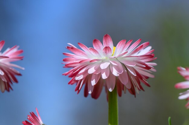 A flor de margarita rosa-branca é linda e delicada em um fundo desfocado.