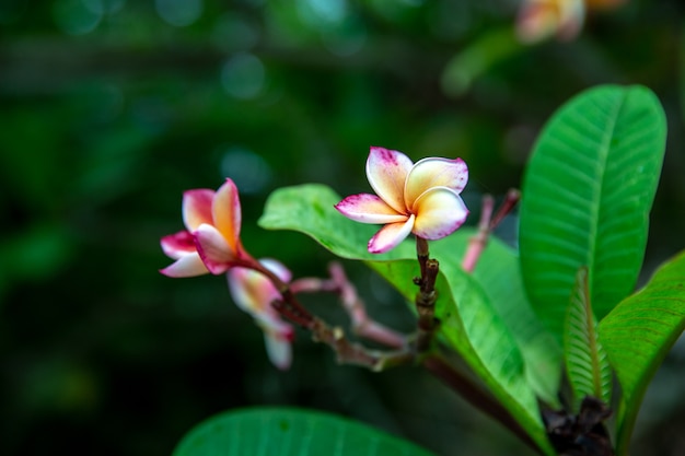 Foto a flor de plumeria