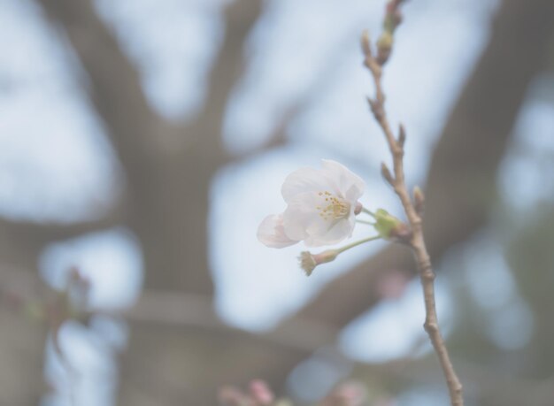 A flor de Sakura está começando a florescer