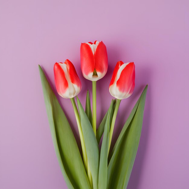 A flor de tulipa complementa o cartão de saudação do Dia das Mães ou do Dia dos Namorados para as redes sociais