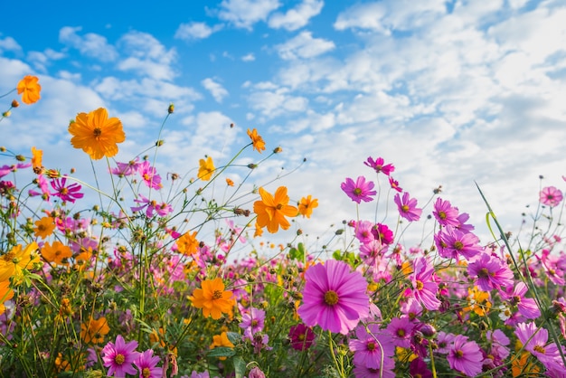 A flor do cosmos da pastagem