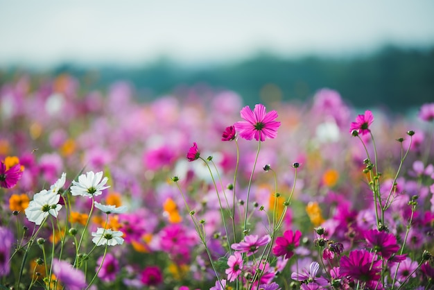 A flor do cosmos da pastagem