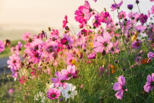 A flor do cosmos da pastagem