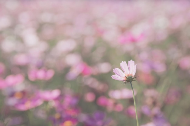 A flor do cosmos fecha no fundo do pôr do sol com foco seletivo suave