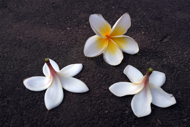 A flor do frangipani é muito bonita e perfumada na pedra