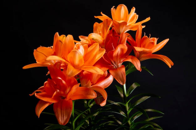 A flor do Lilium na variedade laranja