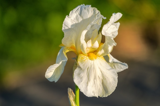 A flor do lírio desabrocha no jardim de uma casa de campo, close-up.