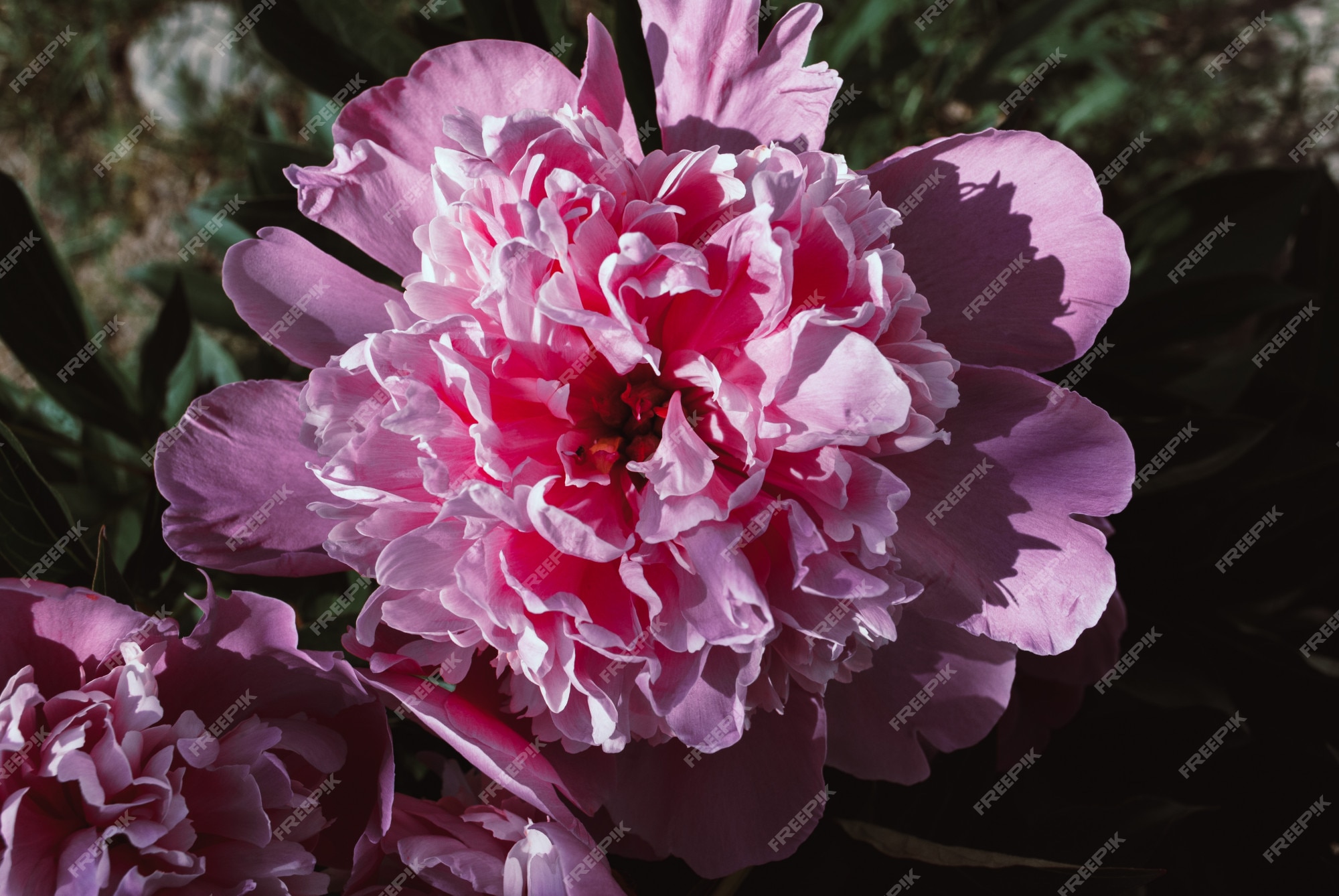 A flor do peão que cresce em um jardim do verão.