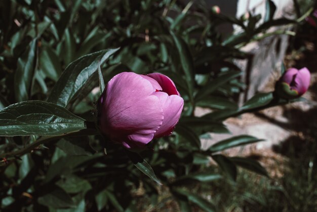 A flor do peão que cresce em um jardim do verão.