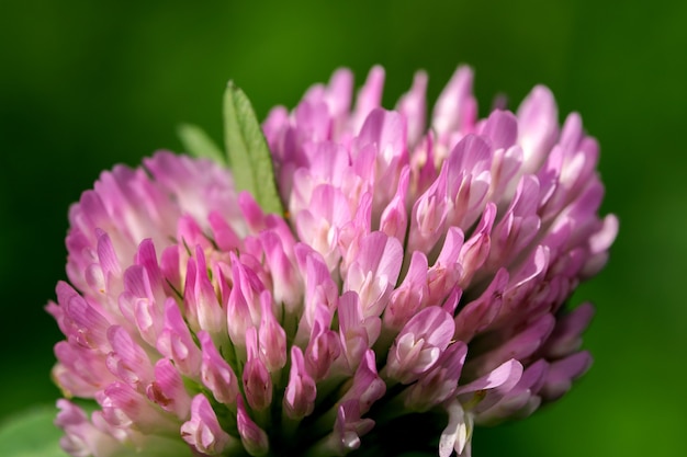 A flor do trevo desabrocha em um dia claro de outono entre as macrofotografias de close-up de ervas