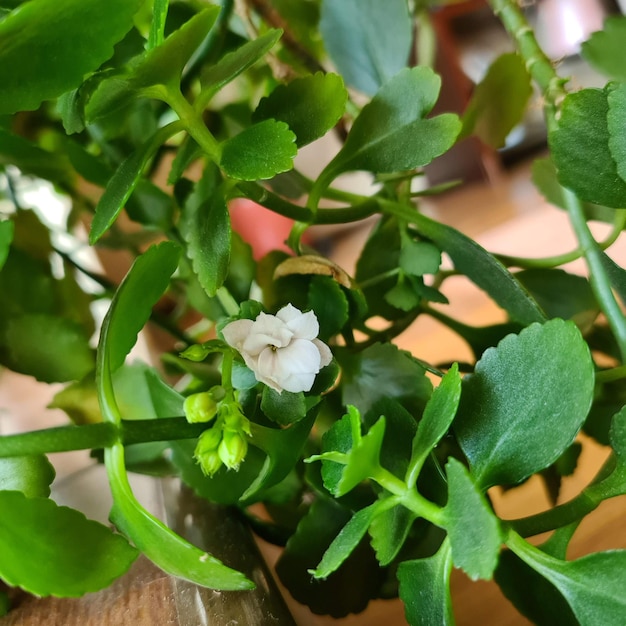 A flor interior Kalanchoe com lindas flores brancas e pétalas verdes