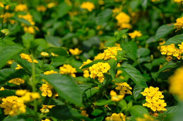 A flor Lantana camara é uma espécie de planta da família verbena. vivem em muitos habitats.