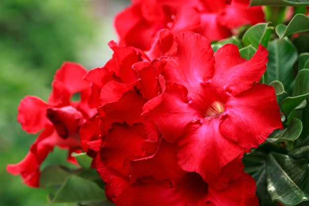 A flor ou o deserto vermelho do Adenium aumentaram.