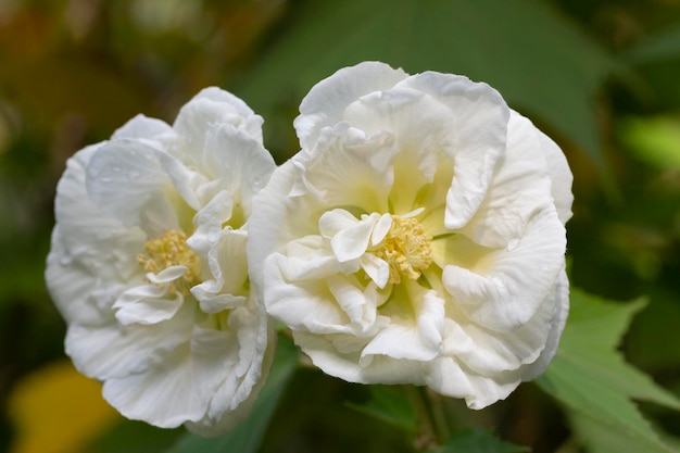 A flor rosa rugosa branca cresce no jardim