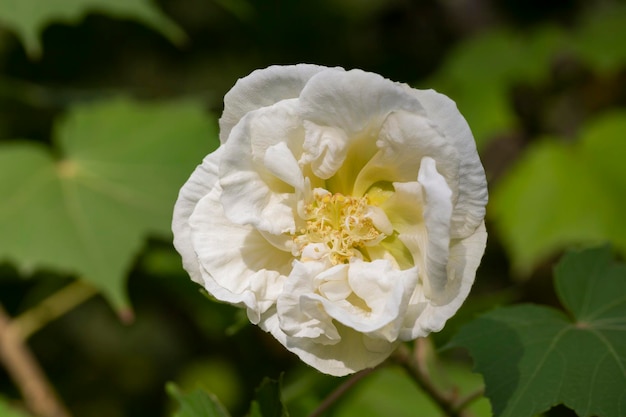 A flor rosa rugosa branca cresce no jardim