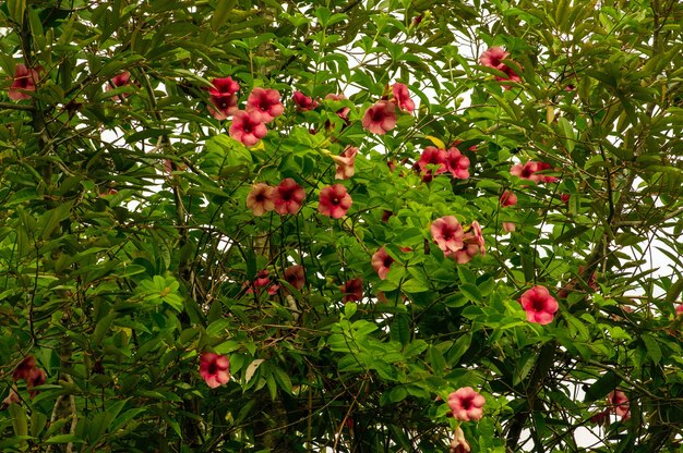 A flor roxa Alamanda blanchetii.