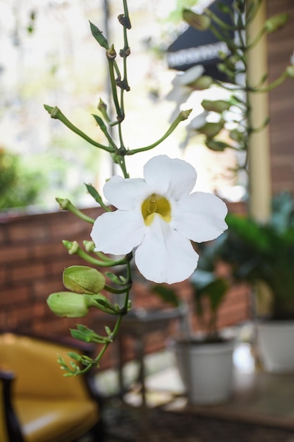 A flor thunbergia grandiflora ou a videira de bengala é uma planta nativa da china, índia e nepal