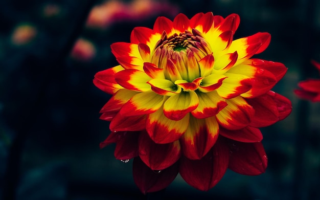 A flor vermelha da dália floresce no jardim